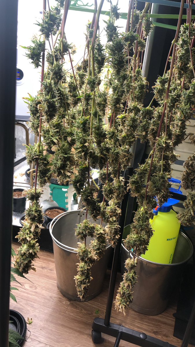 GrowAllDay420's tweet photo. อีกไม่นานแล้วนะครับ ติดตามได้ที่ Youtube Grow All Day 420
เราจะบอกทุกวิธีการปลูกตั้งแต่ต้นจนจบดอกเลยครับ

#Growth #กัญชา #กัญชากทม #กัญชากรุงเทพ #กัญชารามคําแหง #กัญชาออแกนิค #บางปู #บางพลี #ปากน้ํา #พันลําog #แพรกษา #สมุทรปราการ #ศรีนครินทร์ #กัญชาอัดแท่ง #กัญชานอก https://t.co/hDkwzpI43X