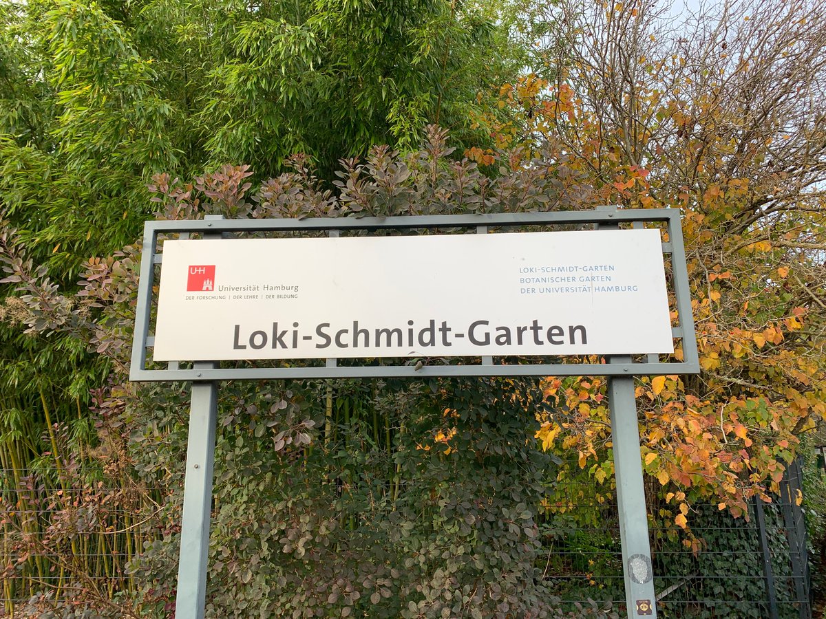 BotGartenHH's tweet photo. Wo ist die Zeit geblieben?
Heute vor 10 Jahren wurde der Botanische Garten in Loki-Schmidt-Garten umbenannt. Damit wurde das Engagement der leidenschaftlichen Botanikerin und Förderin gewürdigt.
#lokischmidt #lokischmidtgarten #botanischergartenhamburg
Fotos: BGHH/ A. Jahns https://t.co/vRJS95iBt1