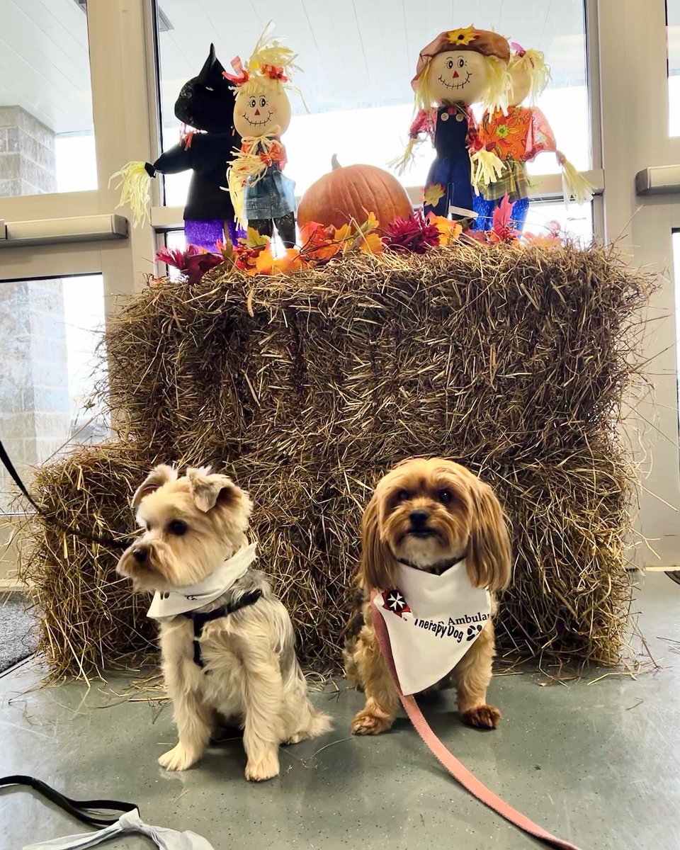 TheMommyJingles's tweet photo. Happy times at Holy Trinity this morning with Finnegan &amp; Maya!  As always, we had warm welcome, great conversations with the students…and of course, lots of love! #friday #therapydog #morkie #yorkie #community @HolyTrinityElem @HTECounsellors @SJA_NL https://t.co/Bqx7LfisZA
