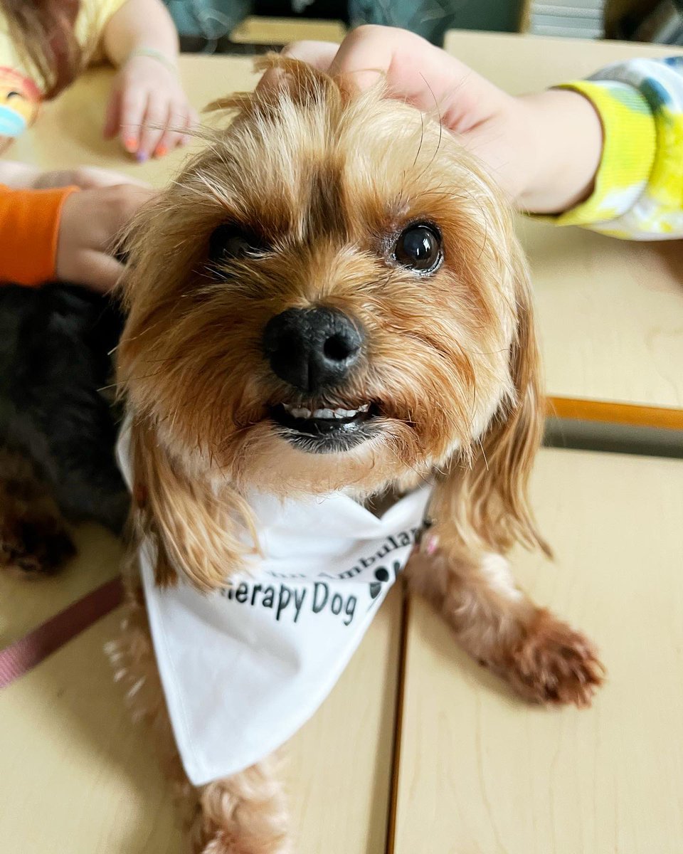 TheMommyJingles's tweet photo. Happy times at Holy Trinity this morning with Finnegan &amp; Maya!  As always, we had warm welcome, great conversations with the students…and of course, lots of love! #friday #therapydog #morkie #yorkie #community @HolyTrinityElem @HTECounsellors @SJA_NL https://t.co/Bqx7LfisZA