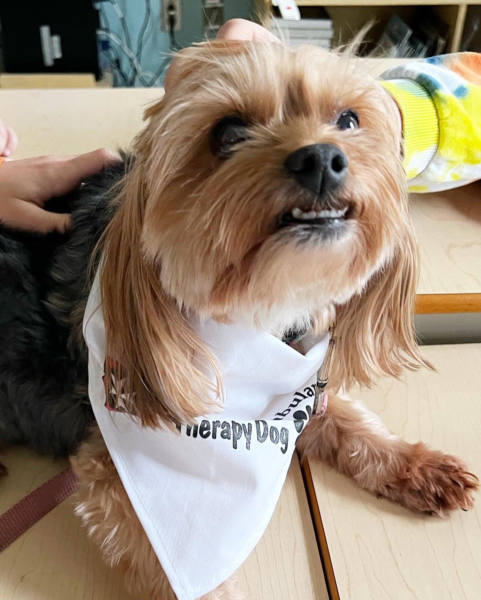 TheMommyJingles's tweet photo. Happy times at Holy Trinity this morning with Finnegan &amp; Maya!  As always, we had warm welcome, great conversations with the students…and of course, lots of love! #friday #therapydog #morkie #yorkie #community @HolyTrinityElem @HTECounsellors @SJA_NL https://t.co/Bqx7LfisZA