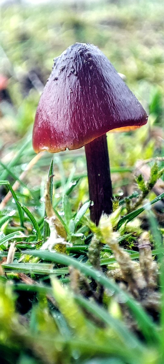 LylahPike's tweet photo. Today's rainy day mushroom hunt. Skylarks Nature Reserve.
@BBCSpringwatch @Nottswildlife  #TwitterNatureCommunity #TwitterNaturePhotography https://t.co/A7QnhxObFR