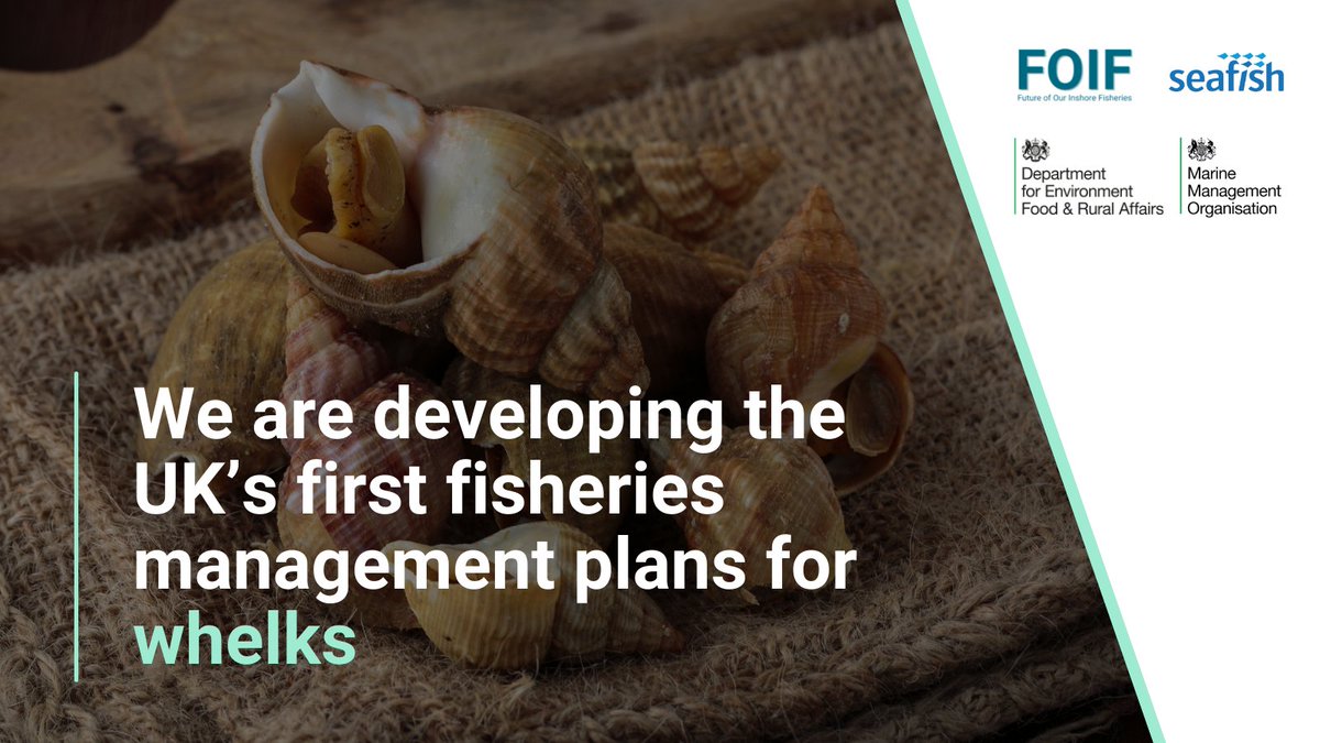 seafishuk's tweet photo. #Whelks are caught largely in UK inshore waters by small vessels - day boats - using circular baited pots. π Alongside @DefraGovUK & @The_MMO, we are developing the UKβs first #FisheriesManagementPlan for whelks.
#FutureofOurInshoreFisheries β‘οΈ https://t.co/dS2MDhLYLC https://t.co/npP9NdPSO8