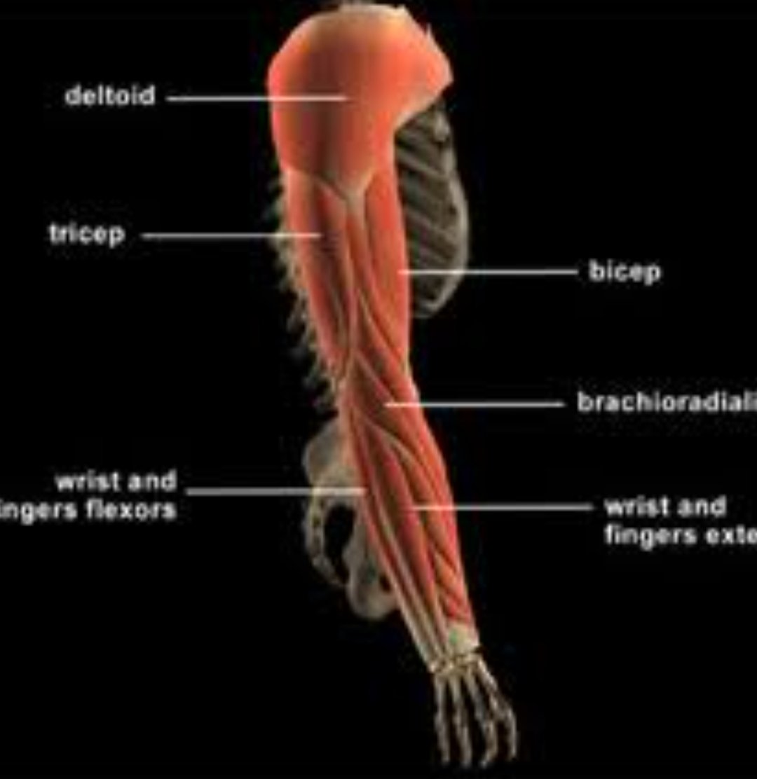 Upper Arm