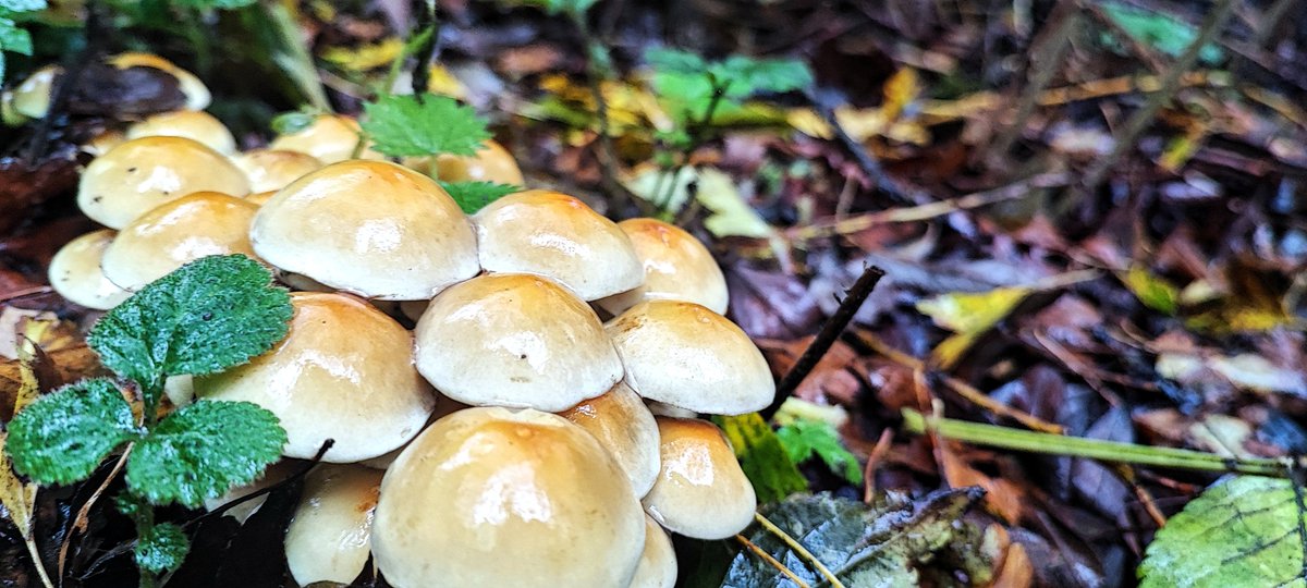 LylahPike's tweet photo. Today's rainy day mushroom hunt. Skylarks Nature Reserve.
@BBCSpringwatch @Nottswildlife  #TwitterNatureCommunity #TwitterNaturePhotography https://t.co/A7QnhxObFR