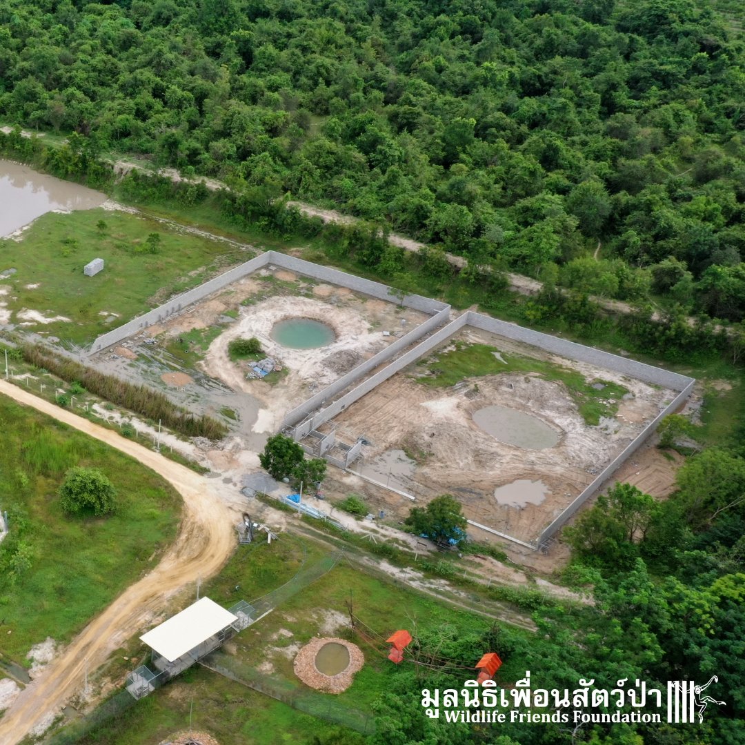 WFFThailand's tweet photo. We are working hard to get the new #bear enclosures ready. We hope they will give the bears #rescued from #PhuketZoo, a new lease of life. For the first time in 20+ years, Ginny will feel grass under her feet. We can't wait. Please help here if you can >  https://t.co/FOfsiieI1g https://t.co/QNof3iXpMb