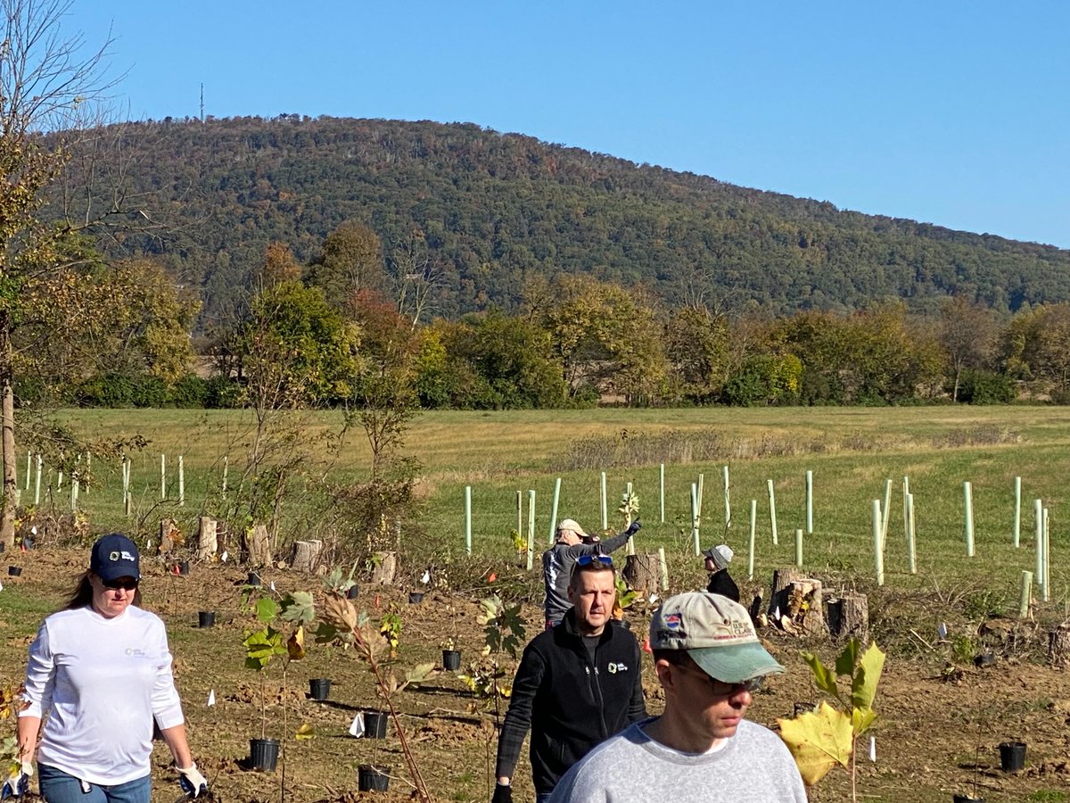 wglenergy's tweet photo. Our WGL Energy and @chesapeakebay volunteers are off to serve! Let the tree placing begin! https://t.co/cNPpgJjNKR