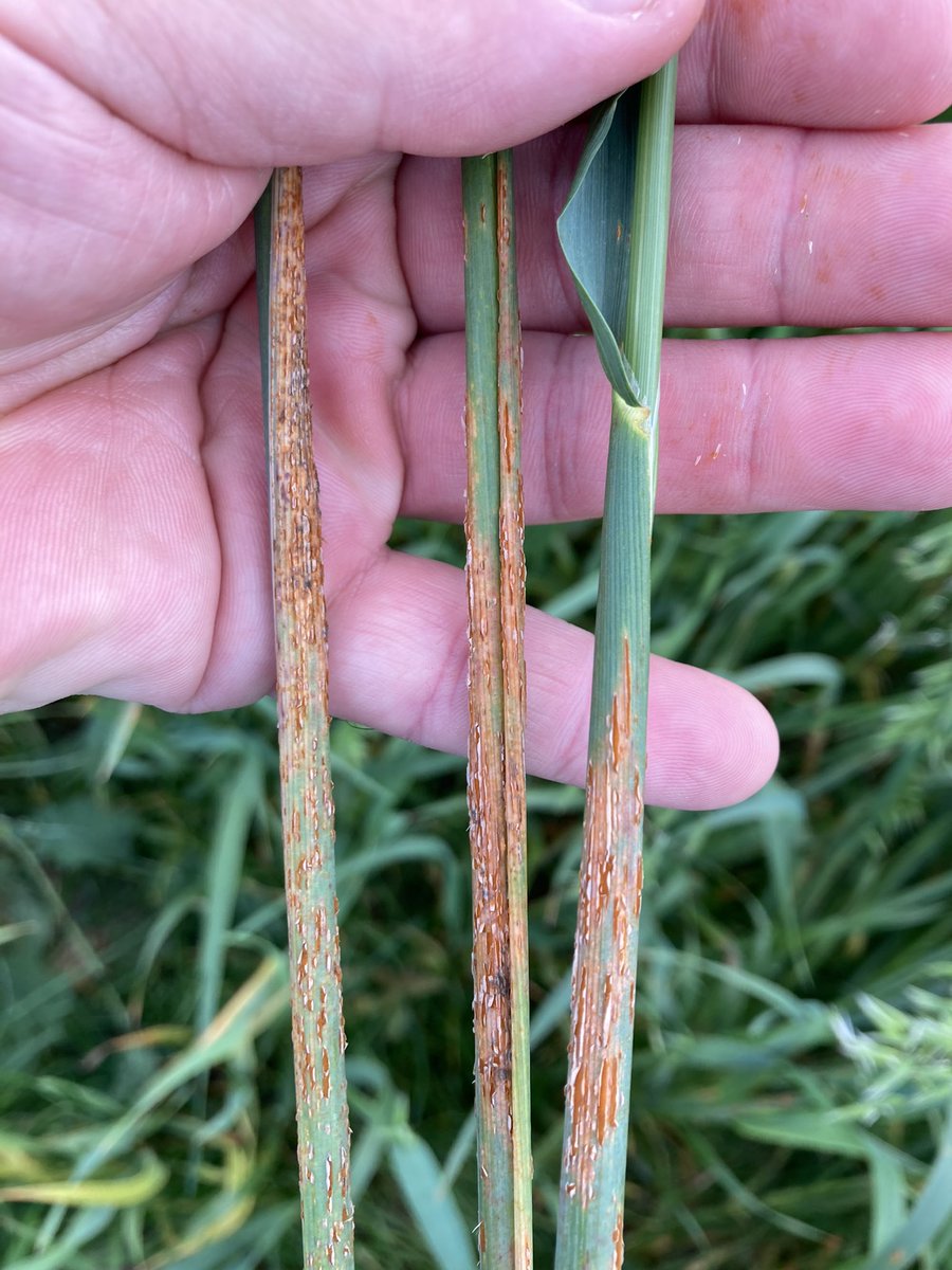 BONNIN1402's tweet photo. Je pensais trouver de jolies colonies de #Pucerons @OlivierCOSTE2 et finalement je vois que ce couvert dérouille!
#TeamJolieTache #TeamPustules @wheatpath https://t.co/FRpii9pwnb