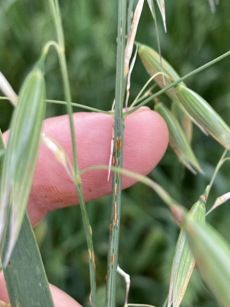 BONNIN1402's tweet photo. Je pensais trouver de jolies colonies de #Pucerons @OlivierCOSTE2 et finalement je vois que ce couvert dérouille!
#TeamJolieTache #TeamPustules @wheatpath https://t.co/FRpii9pwnb