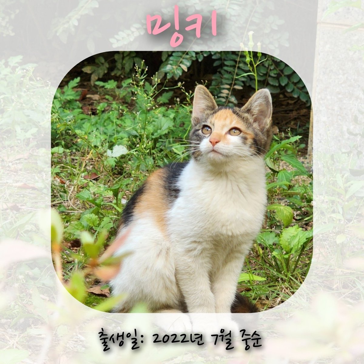 FiberLeatherHay's tweet photo. 혹시 주변에 고양이 키우실 분 있으시다면...아파트 단지 내에서 어미가 출산을 했는데 예민해진 어미가 산책하던 입주민의 강아지를 할퀴는 일이있었고 민원이 들어온 후 경비소로부터 아이들을 내보내지 않는다면 살처분하겠다는 통보를 받았다고 합니다. 6남매중 두마리는 먼저 구조되었고 https://t.co/xkG582ya3q