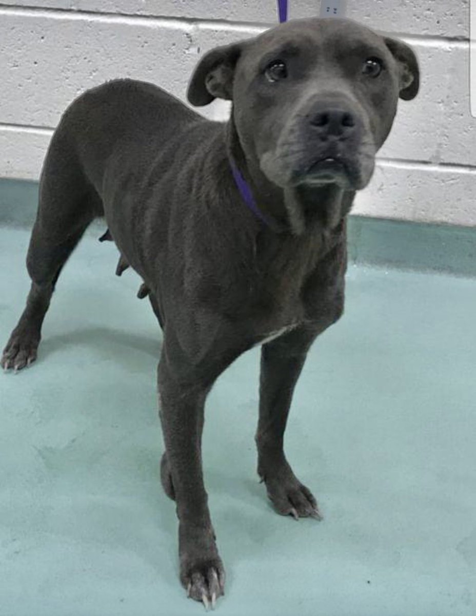 reddogsusie's tweet photo. #TN #MEMPHIS
💥AT RISK💥Eliza 6yo HW+ Found stray-a sweet girl now finds herself on the urgent list due 2kennel stress &amp; medical(no medical info currently available)She ADORES ppl &amp; gentle &amp; dainty in playgroup. Needs #RESCUE #FOSTER #PLEDGES #MASA17619 
https://t.co/y51qdIaDYz https://t.co/LQfwm5L76b
