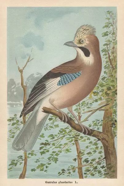 holaivanvega's tweet photo. Dieferntes esbozos y láminas del arrendajo (Garrulus glandarius)

Autores al pie de cada lámina https://t.co/sSOKf6v8i0
