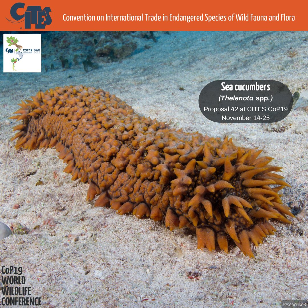 CITES's tweet photo. Sea cucumbers have an extremely peculiar defense mechanism. When feeling threatened, they can contract their muscles and throw some of their internal organs at their enemies. Not to worry, they can quickly regenerate them later. How dramatic is that? 

#CITESCoP19 #conservation https://t.co/PoiciYznKW