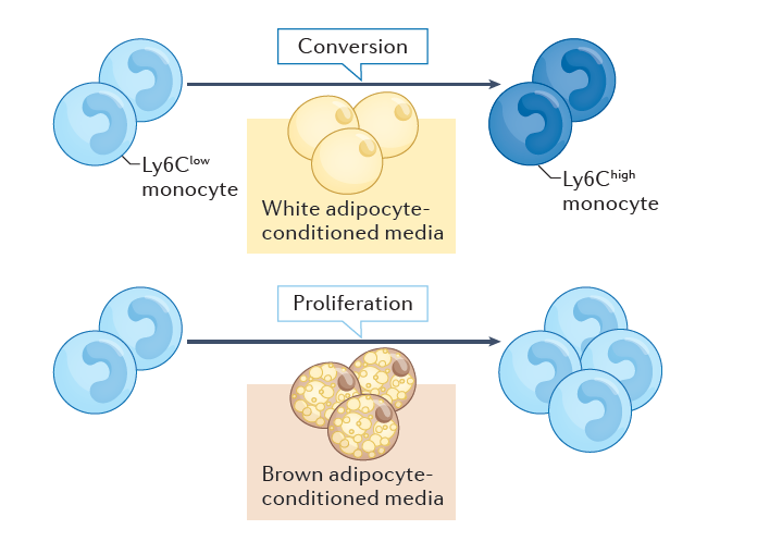 New this week, a #ResearchHighlight on a novel role for bone marrow adipocytes in obesity (£) go.nature.com/3gwOXzu