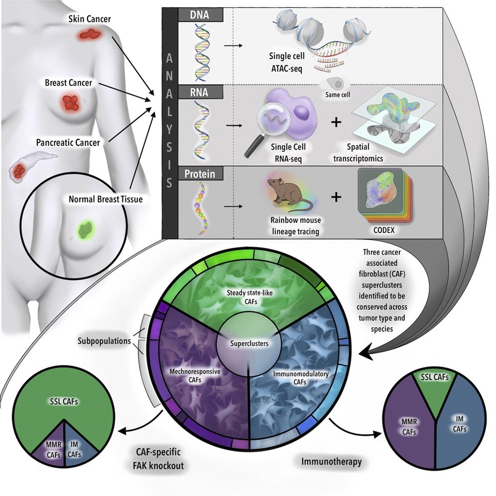 Aiims1742's tweet photo. In @Cancer_Cell 
Multiomic analysis reveals conservation of cancer-associated fibroblast phenotypes across species and tissue of origin
https://t.co/A0Q9Y4R5to
Three functional categories (“superclusters”) of CAFs across solid tumors (including #PancreaticCancer). https://t.co/aIeGVQoCTw