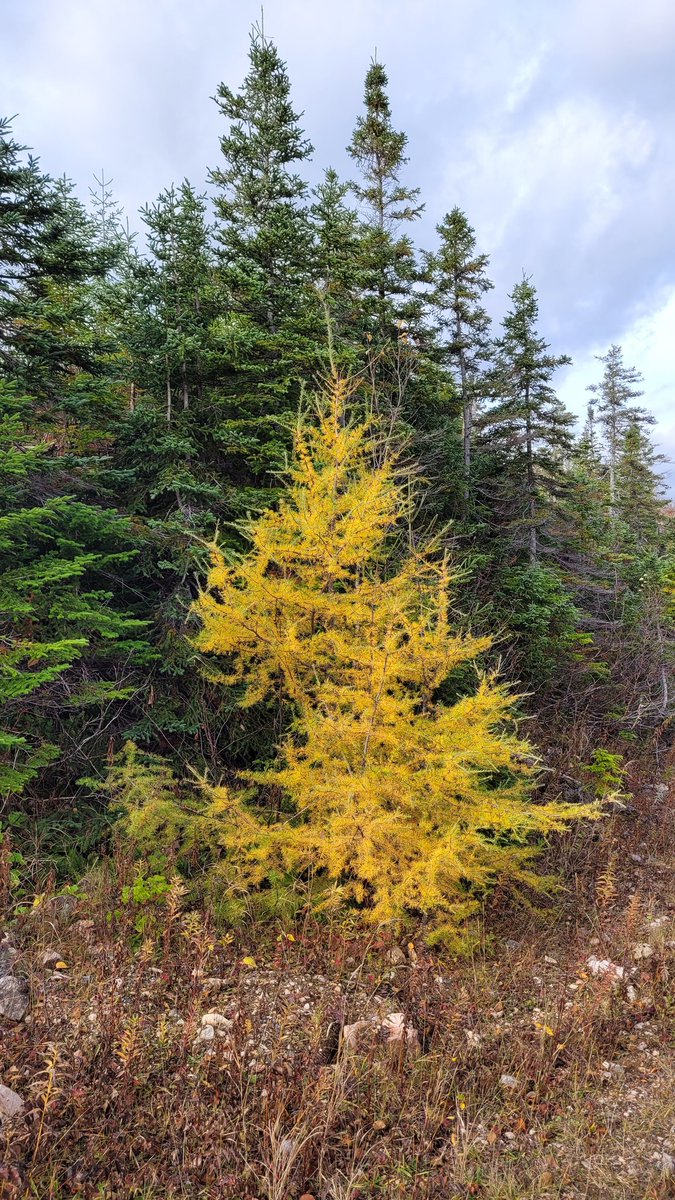 bcb490's tweet image. There's still a bit of color left to fall, this was a beautiful morning out hiking  on the best coast