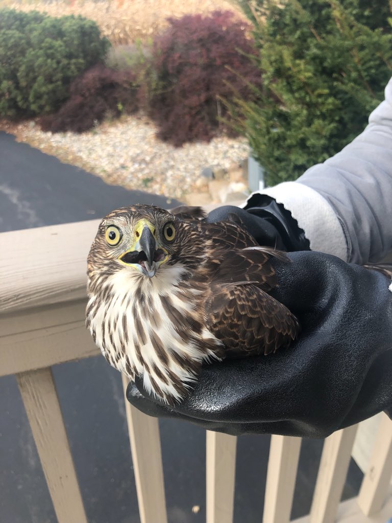 Found this hawk in our chicken’s pen. He is only 2/3 the size of my chickens. We let him go. He’ll most likely be back.