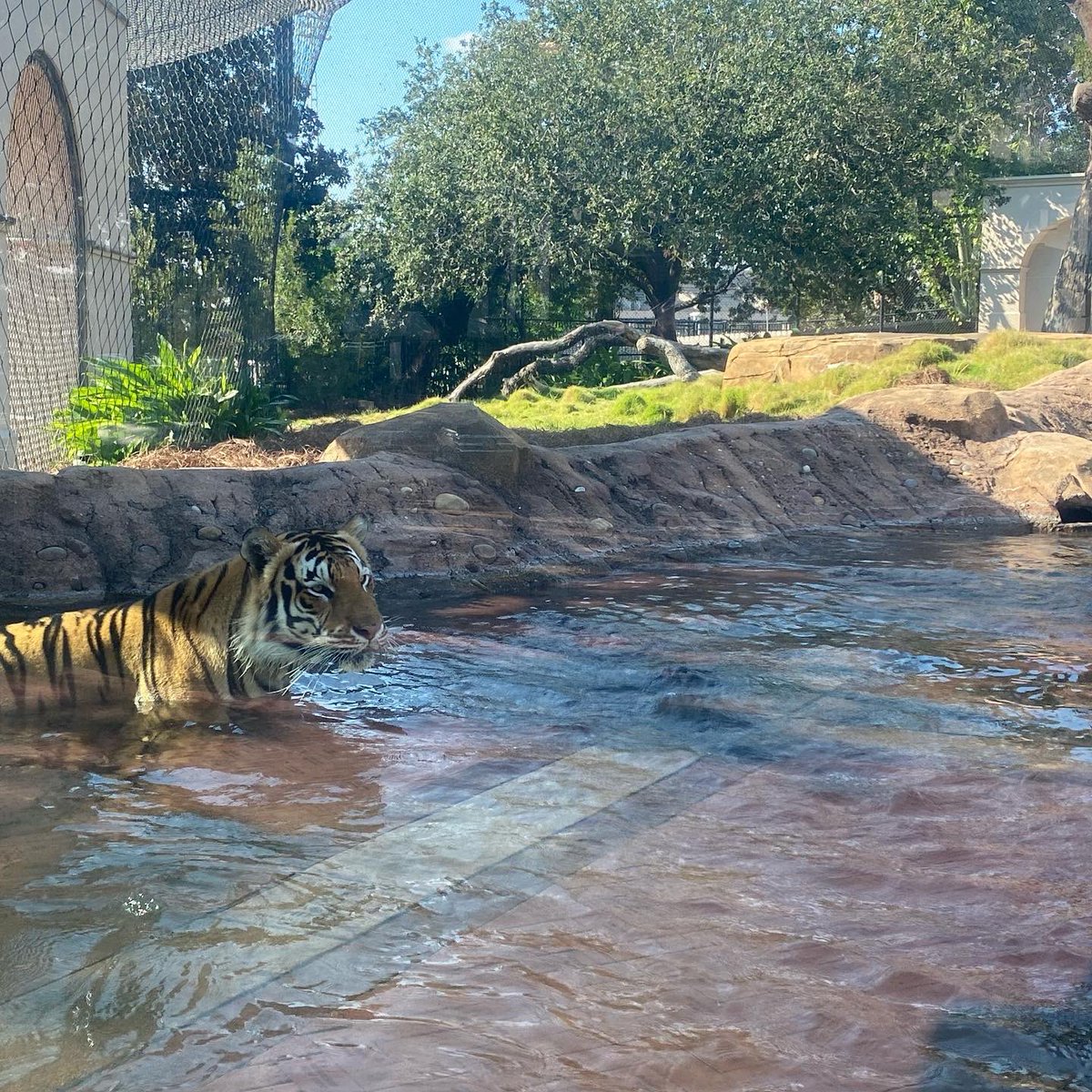 MikeTheTiger's tweet photo. Today marks 86 years of @LSU having a live tiger. Mike I arrived on campus on Oct 21, 1936. I’m proud to be Mike VII. Geaux Tigers! https://t.co/eaKUPXHvPF