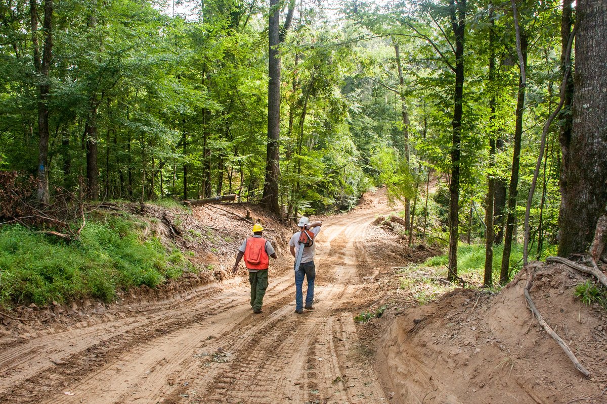 Logging to develop forest products can be beneficial! In some cases, logging can help an ecosystem in need of disturbance &amp; regeneration.

It's best to consult professional foresters who can provide science- and place-based plans for forest management.

#ForestProductsWeek