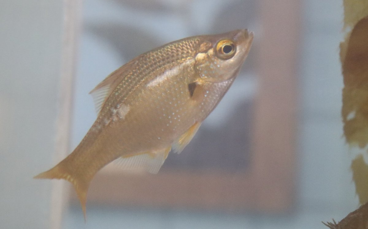 CIMI_Science's tweet photo. Today we are introducing the kelp perch! This fish can be found all along the coast of North America, cleaning and eating ectoparasites off other fish! 🤓 🐟 🐡 🐠 #cimiscience #fishfriday #fishfacts #happyfriday #cleaningfish #kelpperch #marinescience #pacificfish https://t.co/4HWNXI2U3k