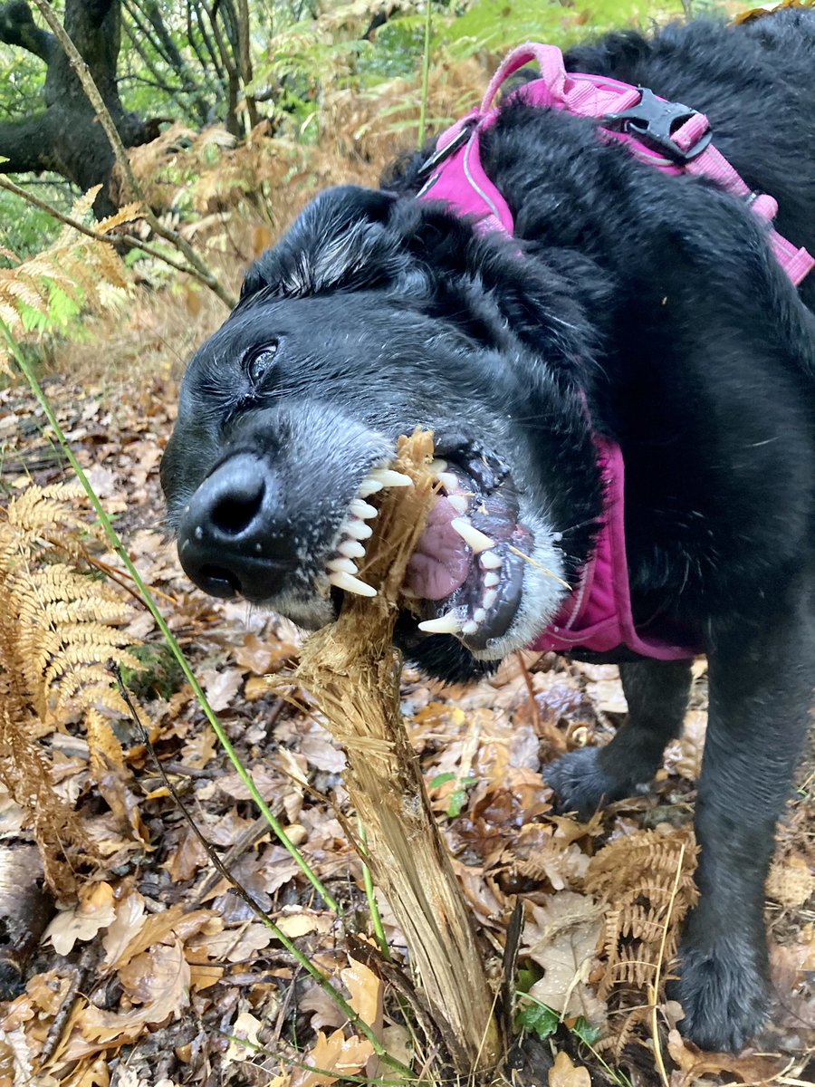 HellingtonBoots's tweet photo. A very muddy Walkies but lovely to get out and about in the daylight! 🥾 
Superb #chomps from #Stellasaurus - favourite #chompstick number 1 won’t last much longer… 🦈🦷🐕‍🦺🐾😂
Huge tree fungus. 🍄 
Happy Helly. 😁
#LegsAndLaces #TransPennineTrail #FungiFriday https://t.co/DwrXTLgCdr