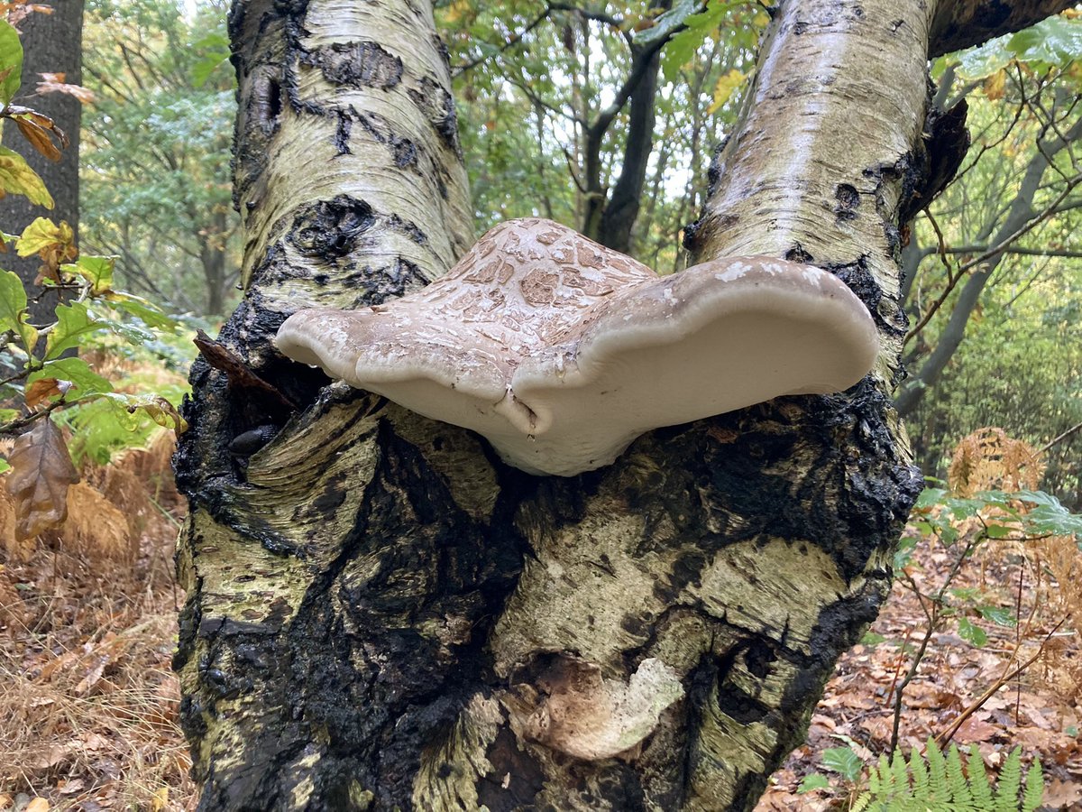 HellingtonBoots's tweet photo. A very muddy Walkies but lovely to get out and about in the daylight! 🥾 
Superb #chomps from #Stellasaurus - favourite #chompstick number 1 won’t last much longer… 🦈🦷🐕‍🦺🐾😂
Huge tree fungus. 🍄 
Happy Helly. 😁
#LegsAndLaces #TransPennineTrail #FungiFriday https://t.co/DwrXTLgCdr