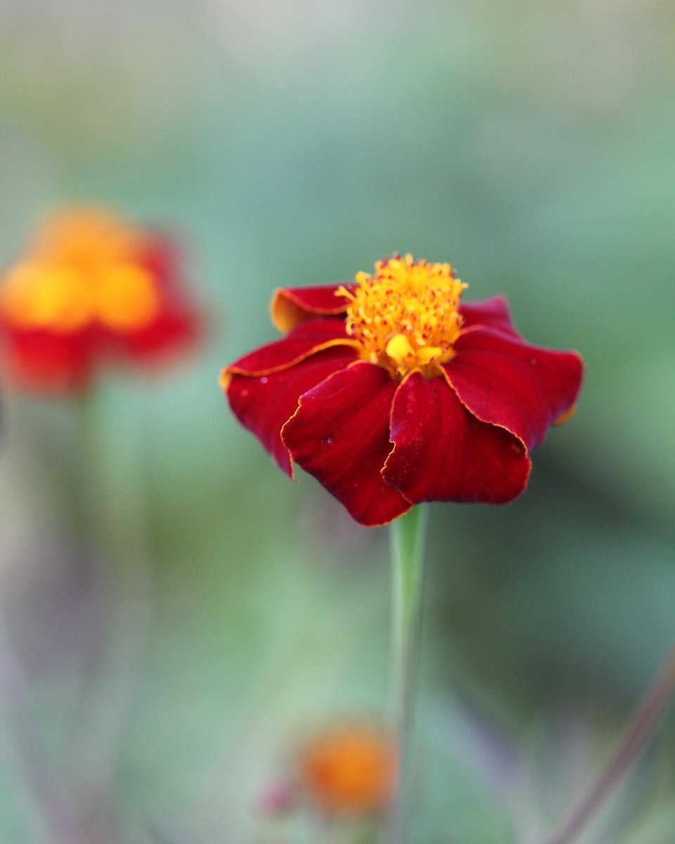 #Tagetes Linné is like vitamins on a grey and cold day. Happy Friday to all! #Marigold #FlowersOnFriday