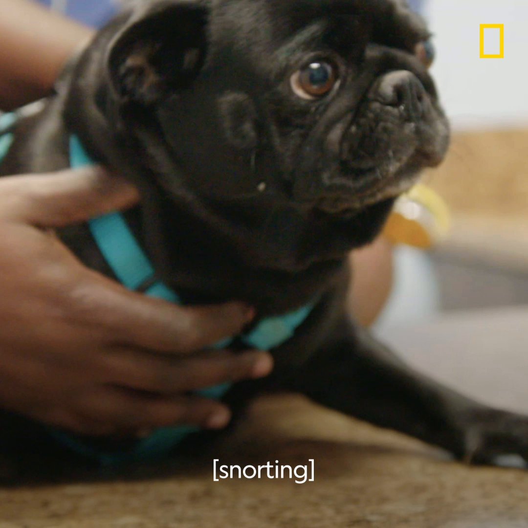 nat geo wild tv schedule canada