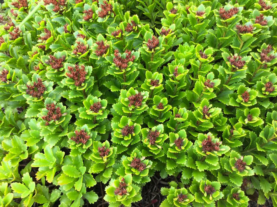 Here at the end of it's bloom is Phedimus spurius - or the two-row stonecrop - which is native to Asia and eastern Europe. This hardy little succulent can withstand cold winters well into the negatives but does enjoy full sun and well drained soil. #greenroof #sustainabledesign
