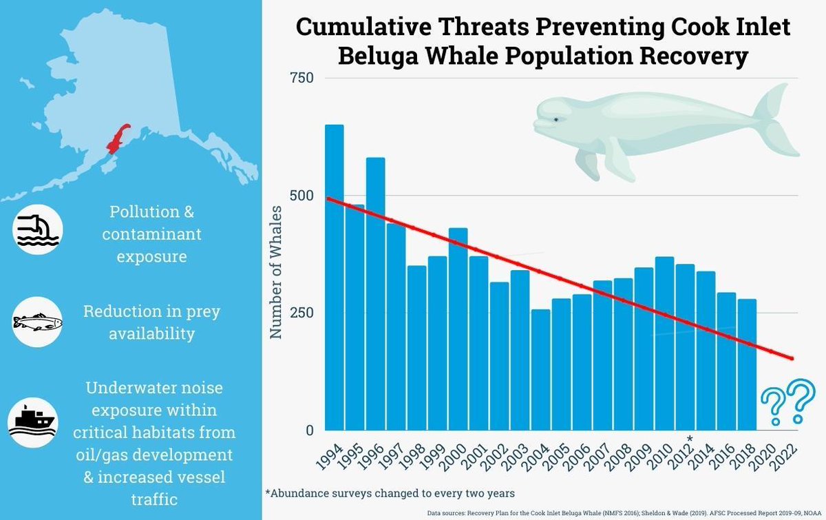 EIAEnvironment's tweet photo. Imperiled marine mammals like endangered Cook Inlet belugas are declining due to cumulative threats including pollution &amp; contaminants, decreased prey availability, oil &amp; gas development, and increased vessel noise. We need a strong MMPA to ensure their recovery! #MMPA50 https://t.co/Sj42IZruDR