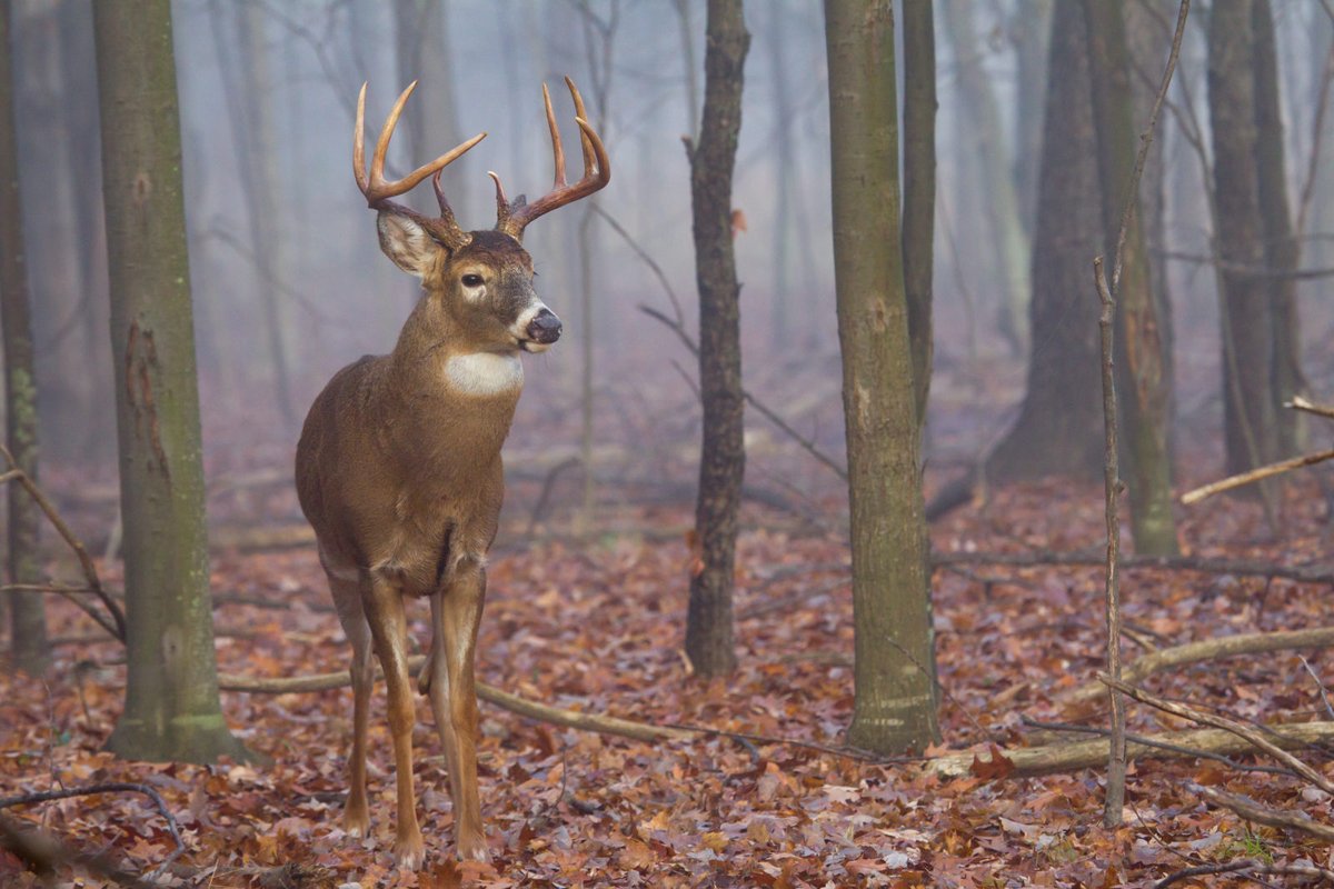 What Southern hunters need to know about chronic wasting disease: ow.ly/C6ZP50LhhqE