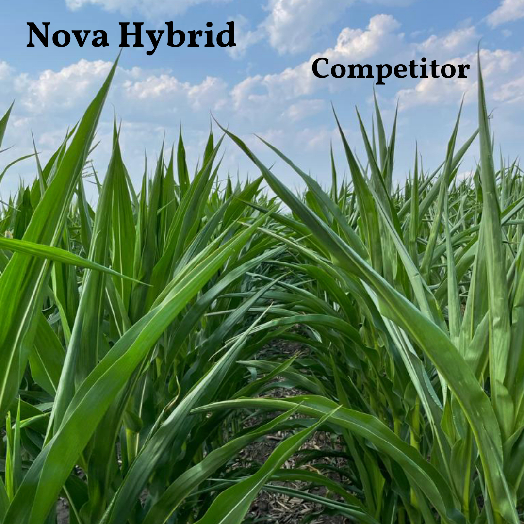 Make your livestock feeding dreams come true with the Nova hybrid! This white cob, early hybrid is dual-purpose with high feed and grain quality for livestock, BUT she should not be overlooked on a cash grain farm because she YIELDS. Learn more about Nova: basshybrids.com/bass-hybrid-no…