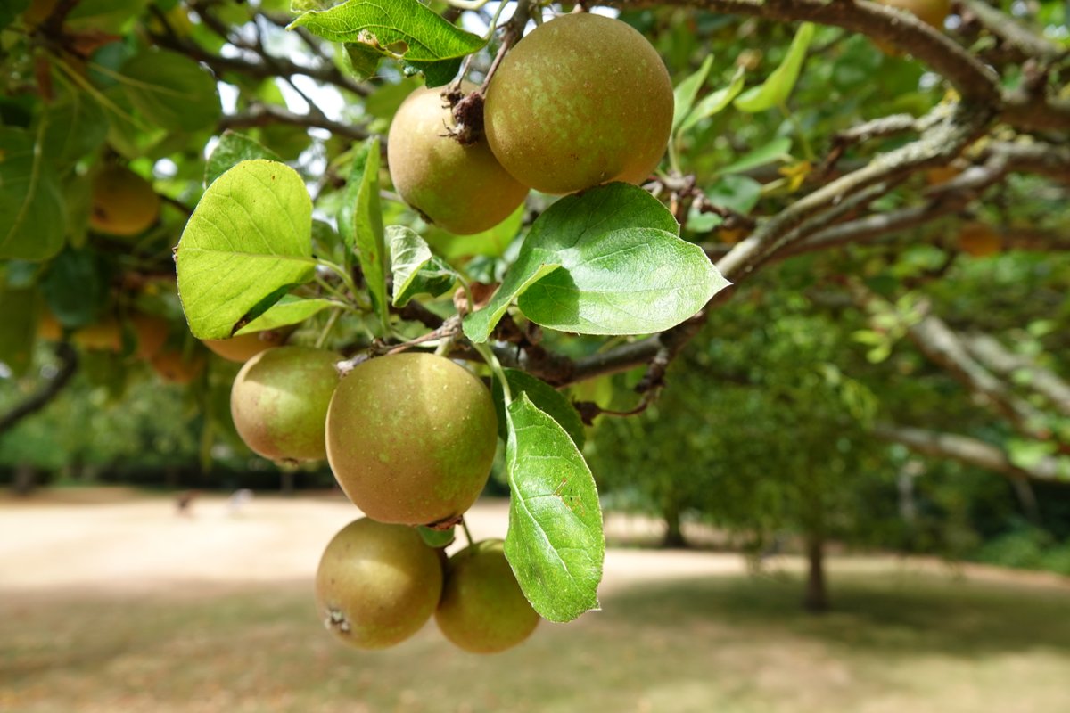 On #NationalAppleDay we're enjoying the apples in our gardens. Wadham's grounds were originally a series of orchards and market-gardens carved out from the property of the Augustinian priory: wadham.ox.ac.uk/about/building…