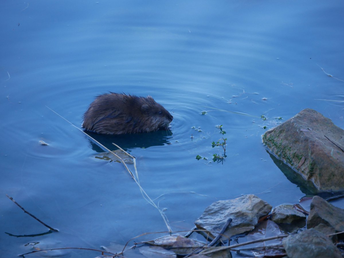 St. Charles Parks and Recreation tweet media