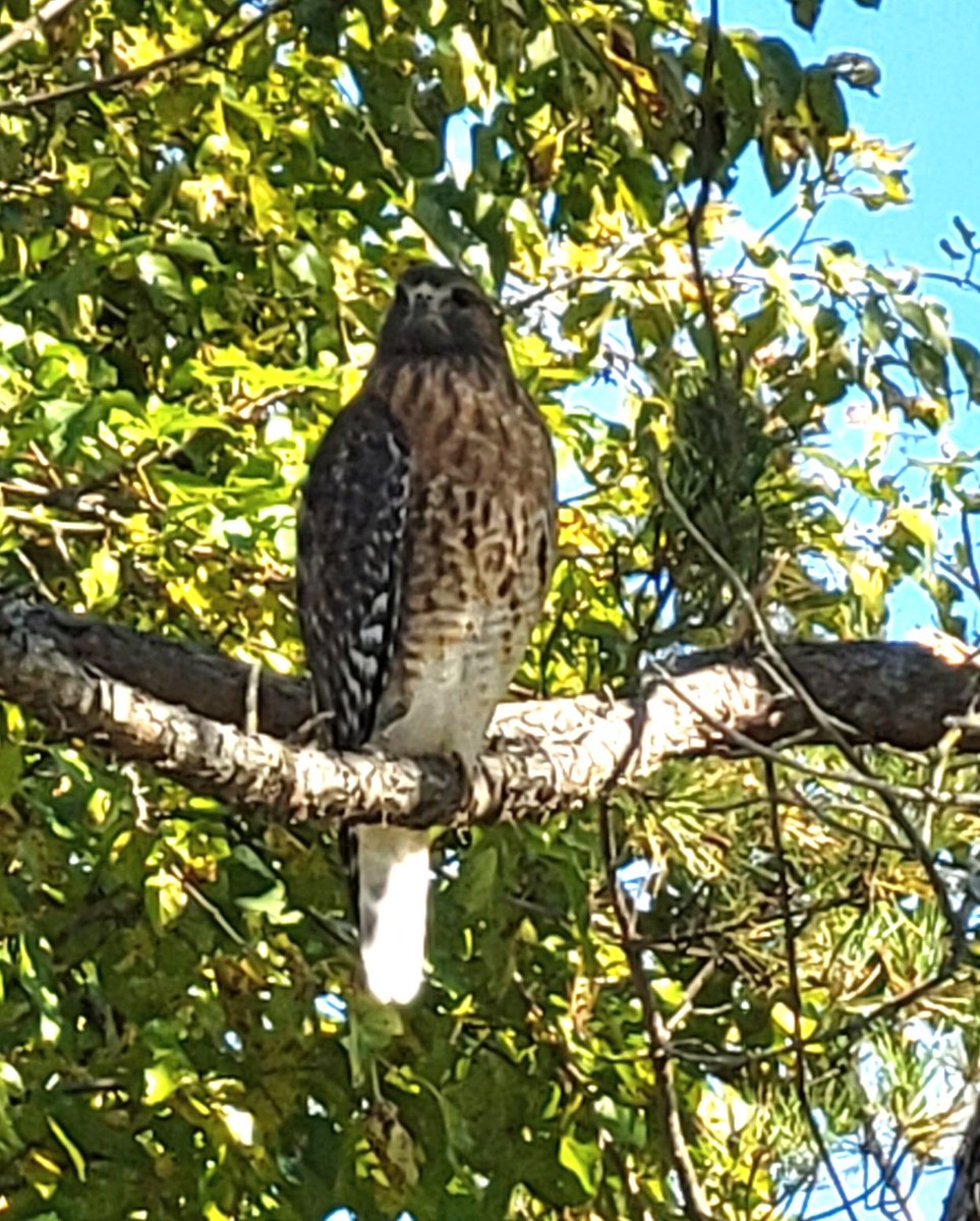 You never know what yuu might see up in a tree! Lake Artemesia this morning. #AnacostiaRiver <a href="/anacostiaws/">Anacostia Watershed Society</a>