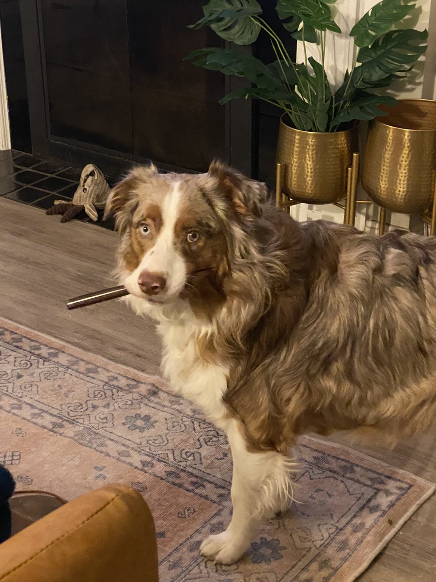 the sometimes friendly ghost tweet media