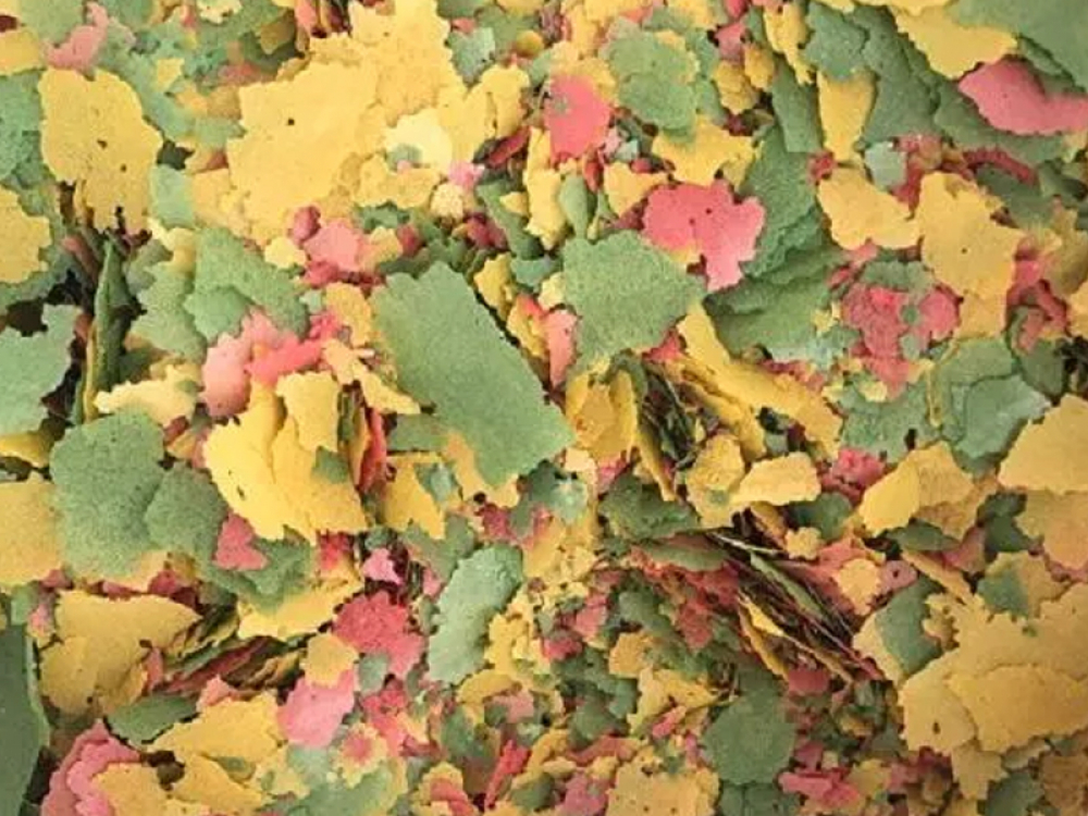 aquafooduk's tweet photo. Please Like and Share Colour Enhancing Flakes
Price starts from 3.00 GBP
Tag a friend who would love this!
Get it here ---> https://t.co/yreGwjHAqC
#colourenhancing #completefood #dry #fish #food
#poecilia https://t.co/UMn13SqErd