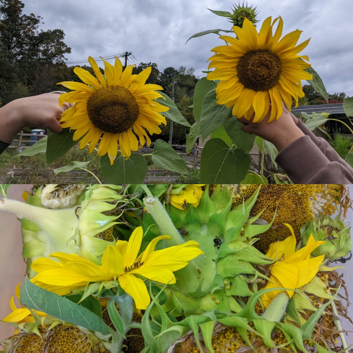 Evan Franchini tweet media