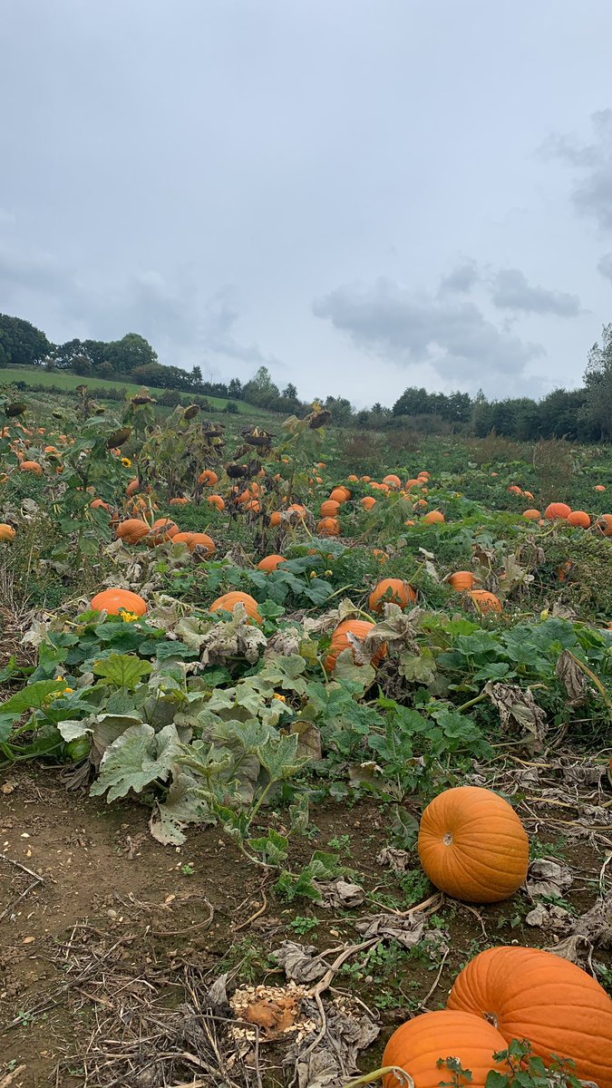 Godshill Orchards tweet media
