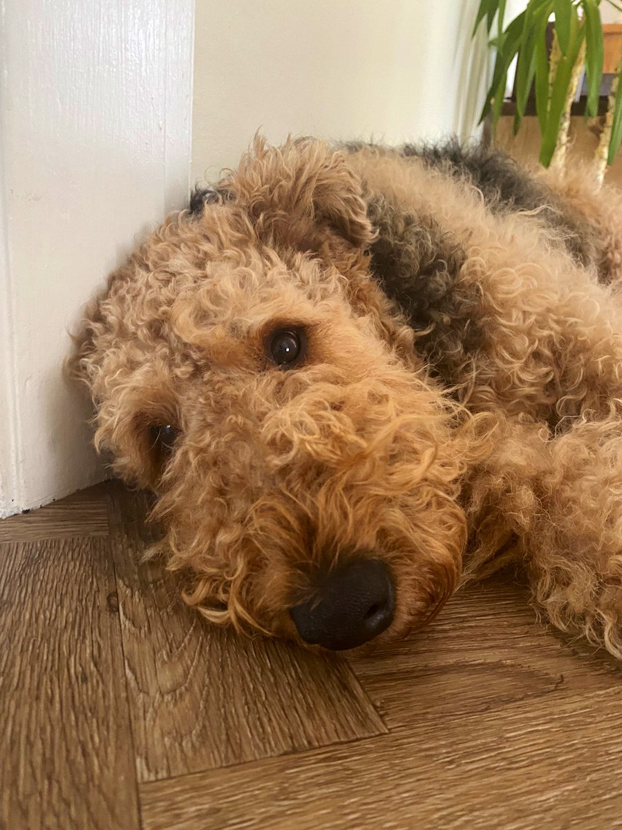 The best WFH colleague today 🐶❤️