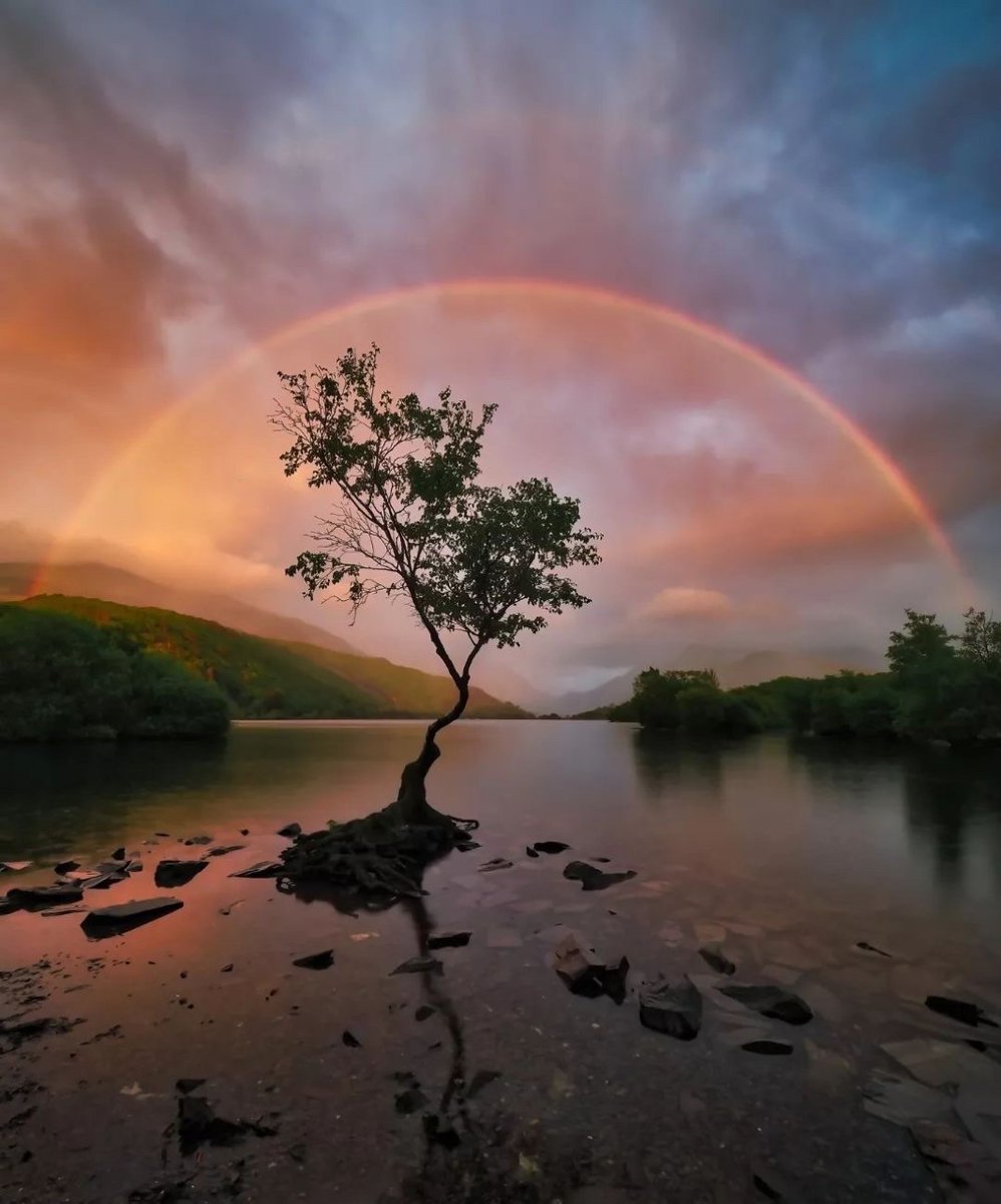 The magical tree of Llanberis 🌳 Use #exploresnowdonia to be featured 📷© @photo_billy