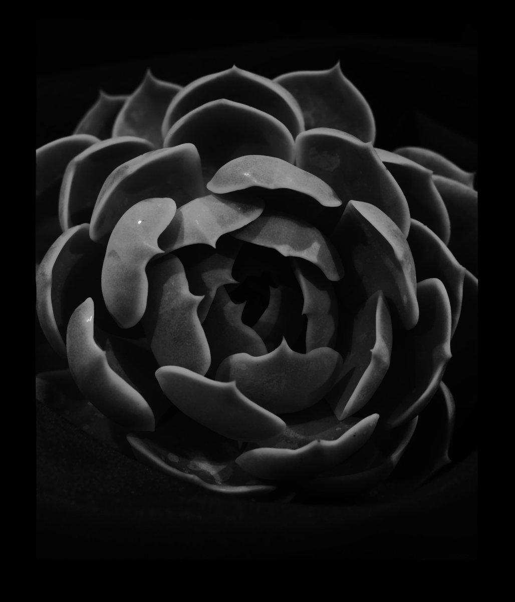 LargeSenseLLC's tweet photo. Succulent Plant
Oct 20, 2022
LS45, 4x5 large format digital back mounted on Speed Graphic Camera. Graflex Optar 135mm. https://t.co/ABrJ7HA9XK #4x5 #largeformat #largeformatphotography #speedgraphic #largesense #bw #monochrome #blackandwhitephotography #graflexoptar #optar https://t.co/wj94wCz8J9