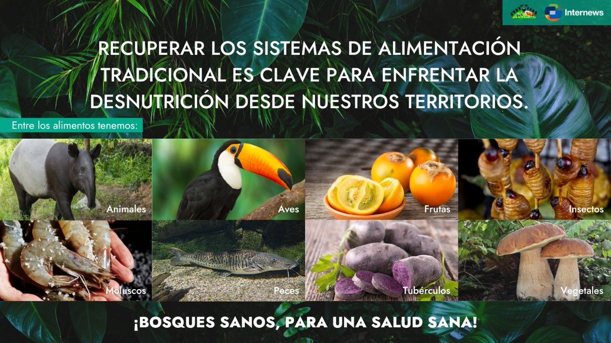 Servindi (@servindi) on Twitter photo 📢 #AlimentosTradicionales son claves para enfrentar la #desnutrición → bit.ly/3V8Hvdm
Es útil difundir información del <a href="/IINPeru/">Instituto de Investigación Nutricional</a> que patrocinó el proyecto: “Promoción de alimentos tradicionales para mejorar la #nutrición y #salud de la población awajún del río Cenepa”. 📢 #AlimentosTradicionales son claves para enfrentar la #desnutrición → bit.ly/3V8Hvdm
Es útil difundir información del <a href="/IINPeru/">Instituto de Investigación Nutricional</a> que patrocinó el proyecto: “Promoción de alimentos tradicionales para mejorar la #nutrición y #salud de la población awajún del río Cenepa”.