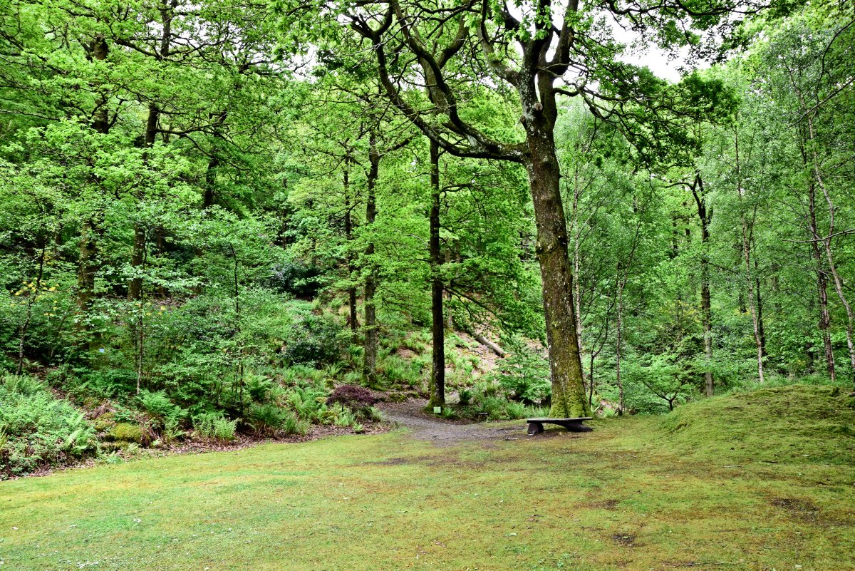 Ennor1's tweet photo. @SiKImagery Painters Glade at #Brantwood home of John Ruskin  writer, philosopher, art critic and polymath of the Victorian era. One of my favourite places to visit on the banks of #ConistonWater #LakeDistrict #Cumbria https://t.co/ocOQHCQQxz
