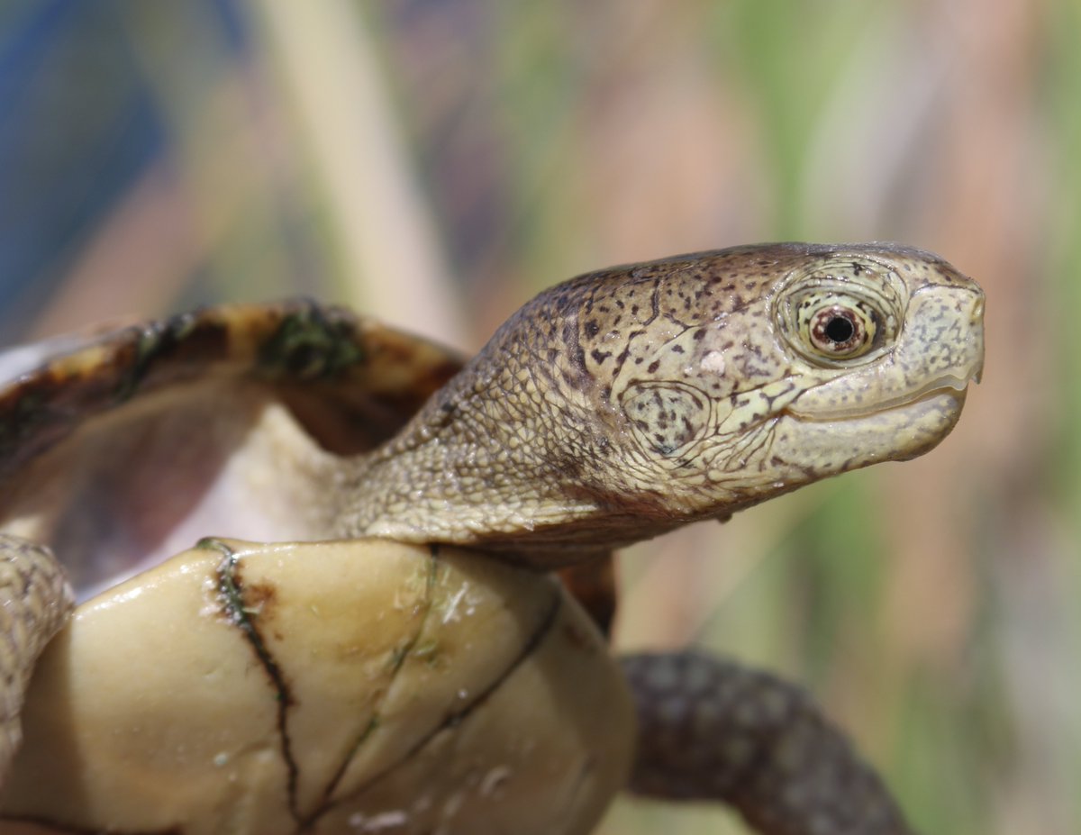 It's #ReptileAwarenessDay! Let's shine a heat lamp on our scaly pals 🐢 Freshwater habitats are home to 51 Critically Endangered, 68 Endangered, and 57 Vulnerable reptiles including the Coahuila box turtle, seen in Fantastic Freshwater: shoalconservation.org/wp-content/upl… 📸 Craig Stanford