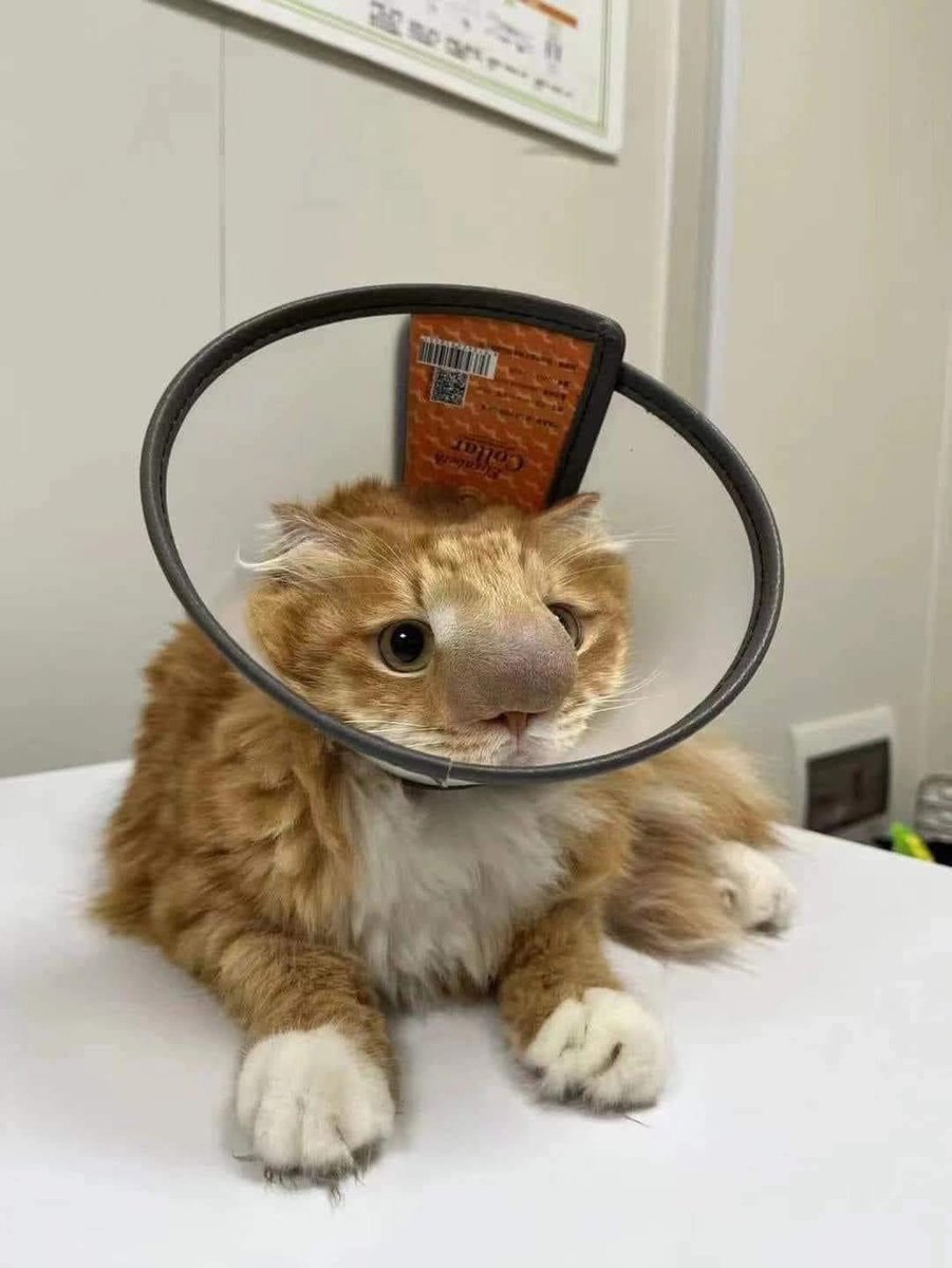 🐈 guys jadi ceritanya oyen ni kena sengat lebah sampe kayak gini komuknya 😭😭😭 mau ngakak tapi kasian😭😭😭