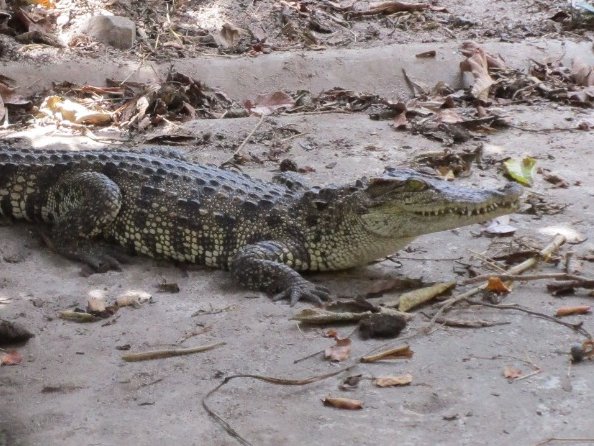 This #ReptileAwarenessDay we're celebrating our partnership with @FaunaFloraInt & Royal University of Phnom Penh to save critically endangered Siamese crocodiles in Cambodia🐊 Find out about our work to develop Cambodia's first conservation genetic lab 👉rzss.org.uk/conservation/o…