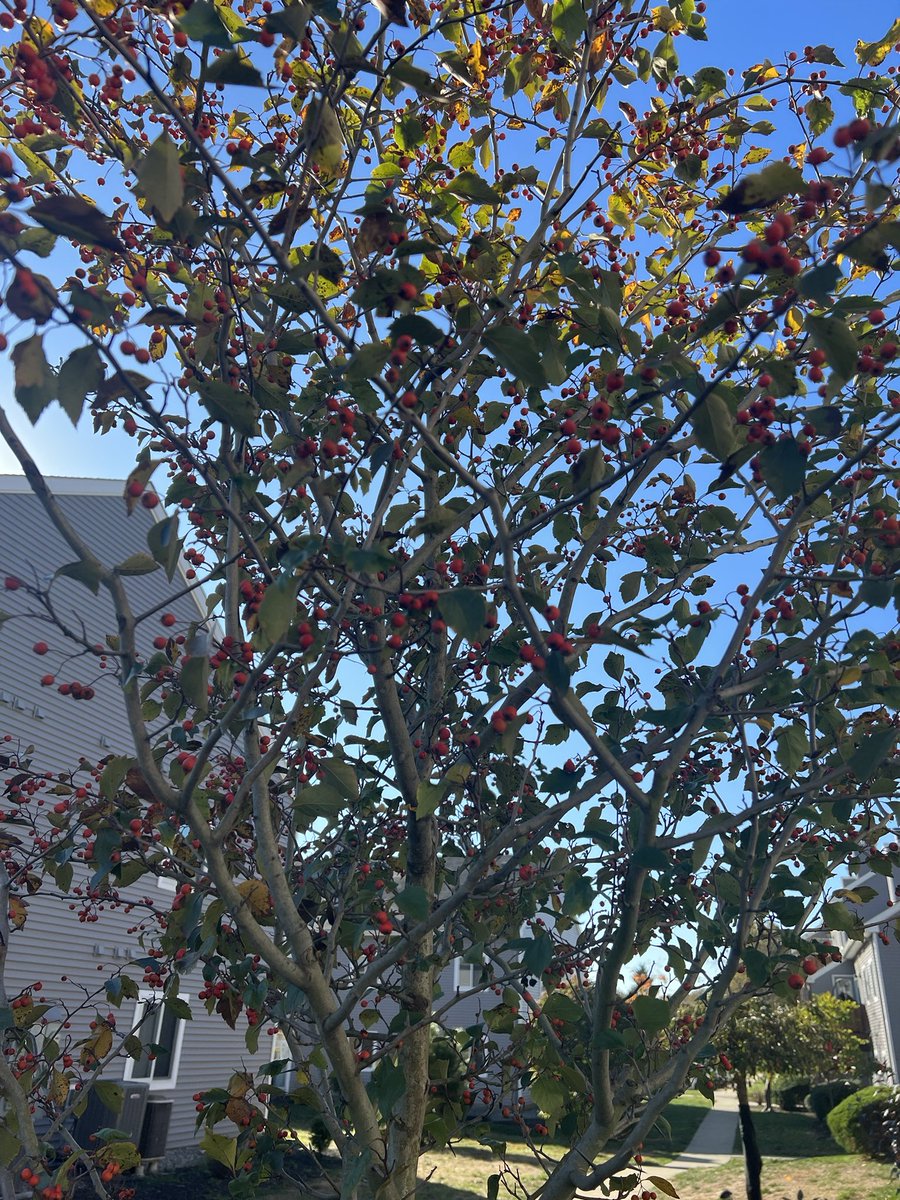 100KSteps1's tweet photo. Sun kissed
Green yellow brown red
Leaves and fruits
#BLTrees 🌳 🍁 🍎 https://t.co/qTJdw2FC7N