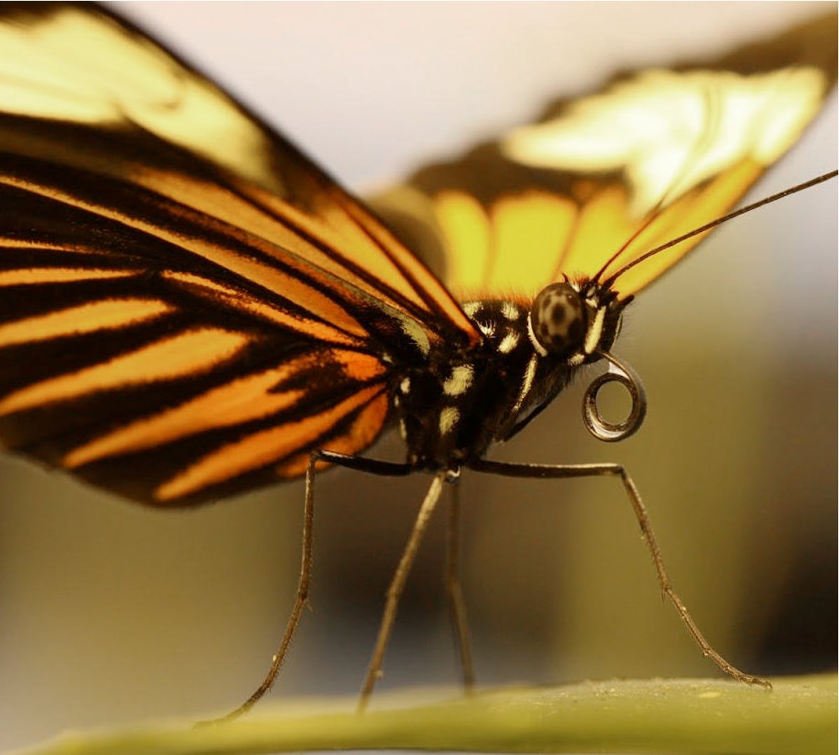 My lab at Clemson University is seeking graduate students to work on the genomics of adaptation in butterflies. I have funding for students interested in molecular biology and genomics, or purely computational research. To learn more about our research: jameslewislab.com