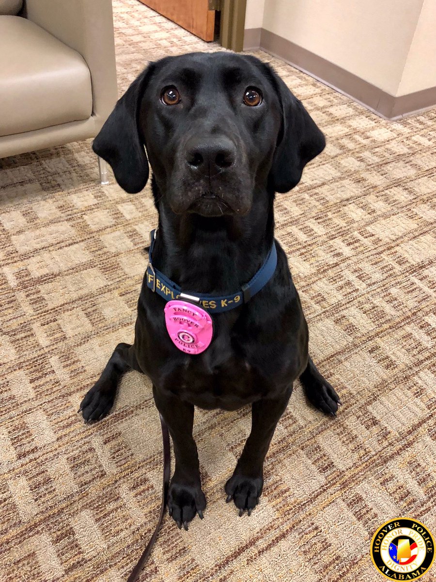 HooverPD's tweet photo. Did you know?
#HooverPD was one of the first depts in the nation & THE VERY FIRST for badge manufacturer @SmithnWarren, to wear pink badges for #breastcancerawareness month.
K9s Kelly, Nina, & Fancy are all in!
#FightLikeAGirl #pinkbadges #FeelGoodFriday #weareinthistogether https://t.co/AmsVkZQcLt